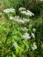 White flowering plant in a grassy area