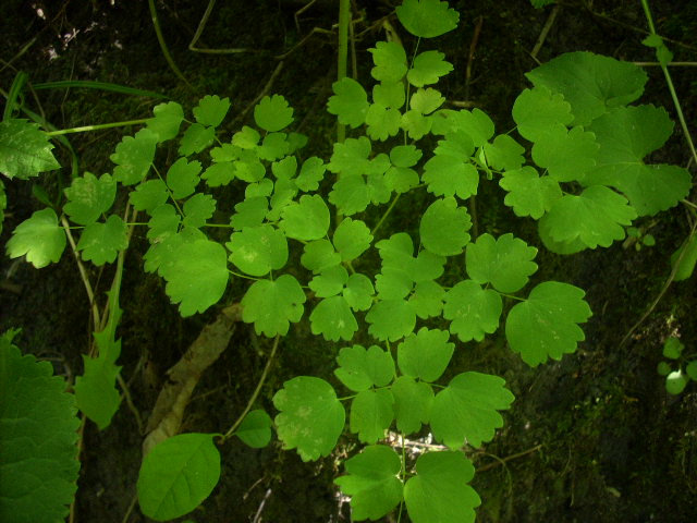Close-up of green leaves on a dark background