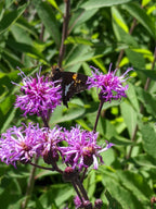 Butterfly on purple flowers with green leaves in the background