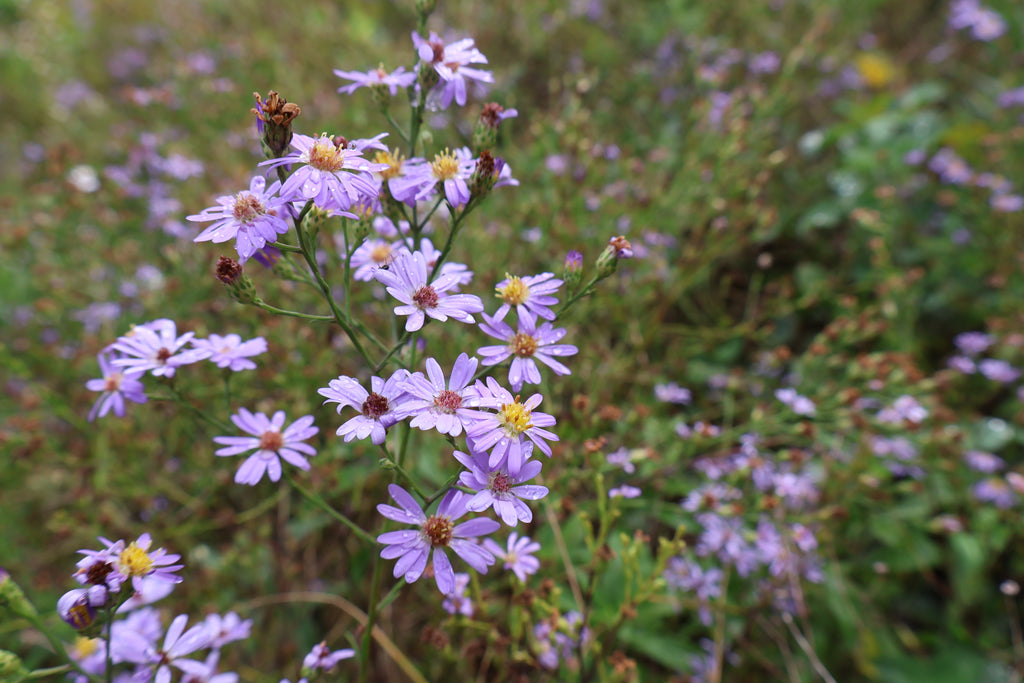 Purple flowers in a field with a blurred green background