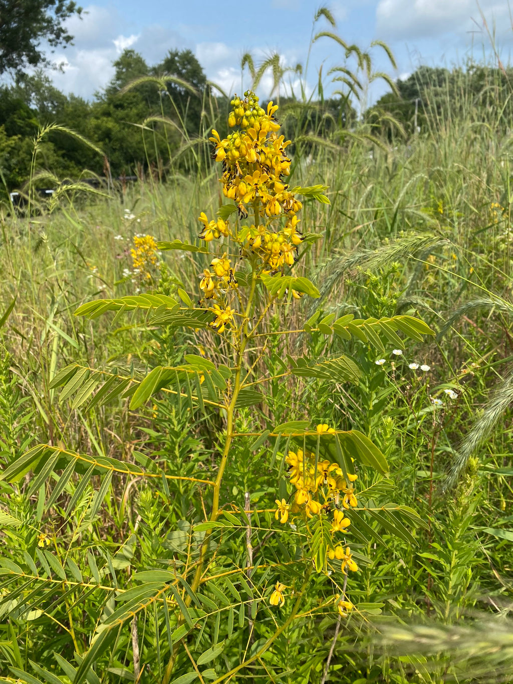 Yellow flowering plant in a grassy field with trees in the background