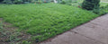 Lawn with a sidewalk on the right side