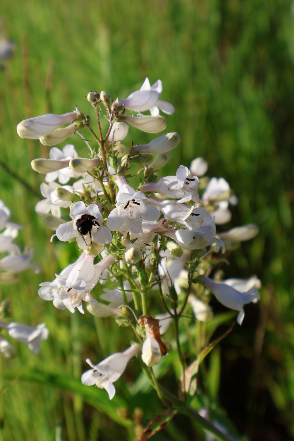 White Penstemon flowers with Bee butt in flower