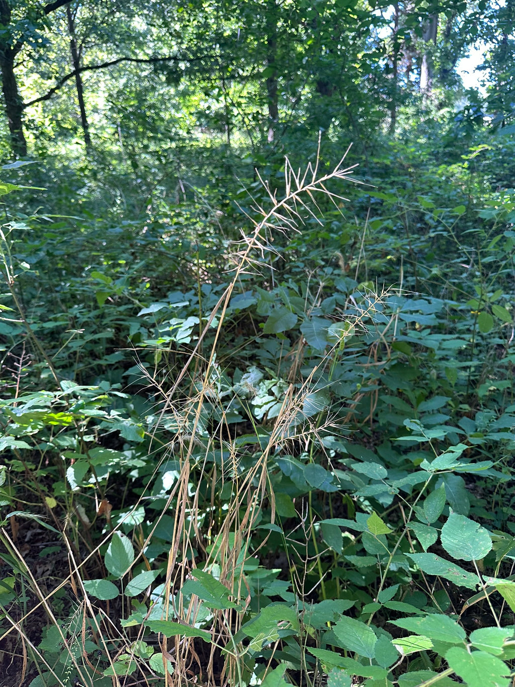 Tall grass and plants in a forest setting