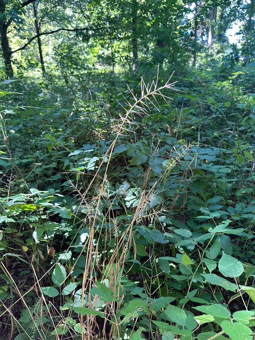 Tall grass and plants in a forest setting