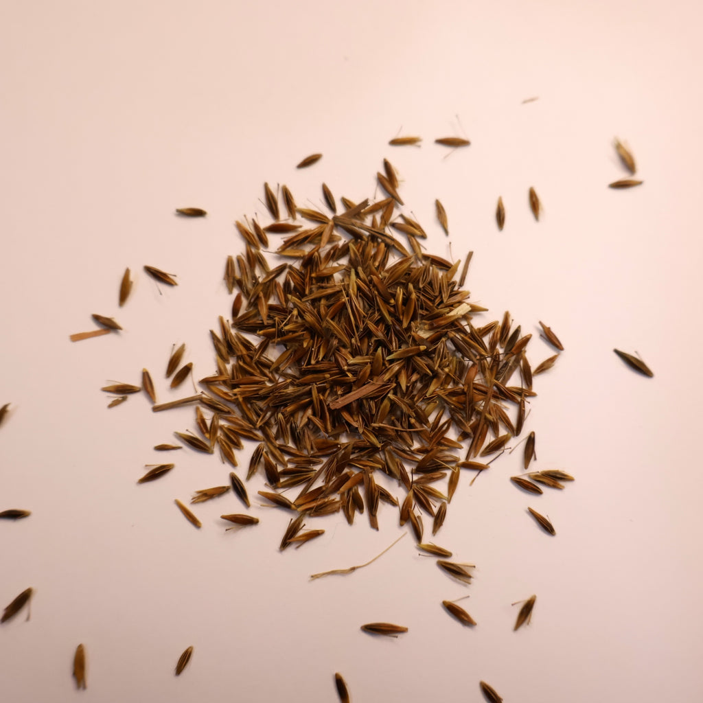 Small pile of red-brown Indiangrass seeds on white background