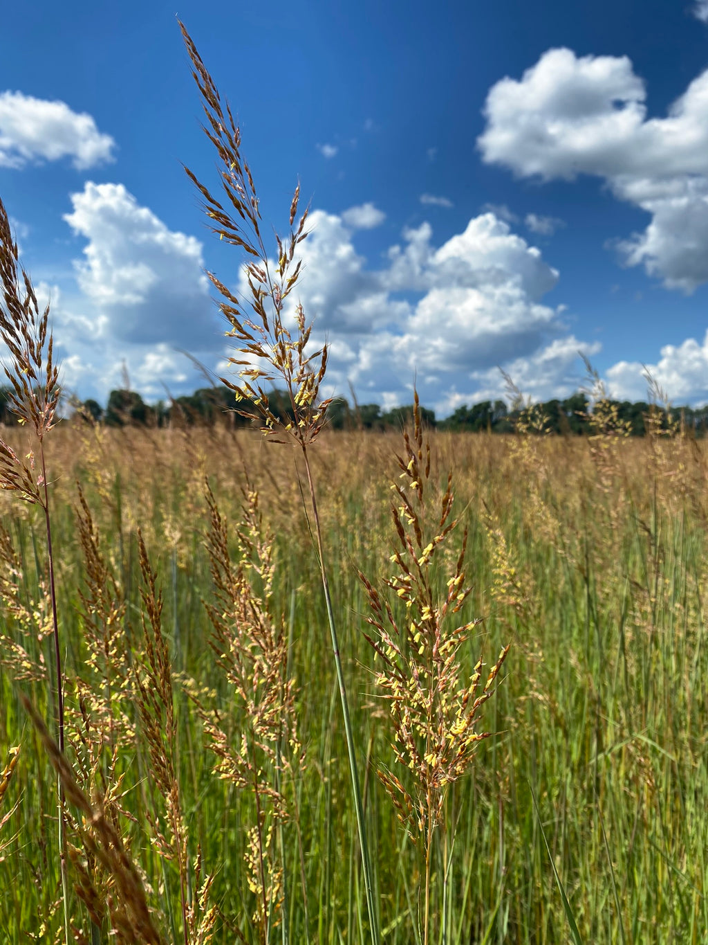 red-brown grass seedheads against partially cloudy sky