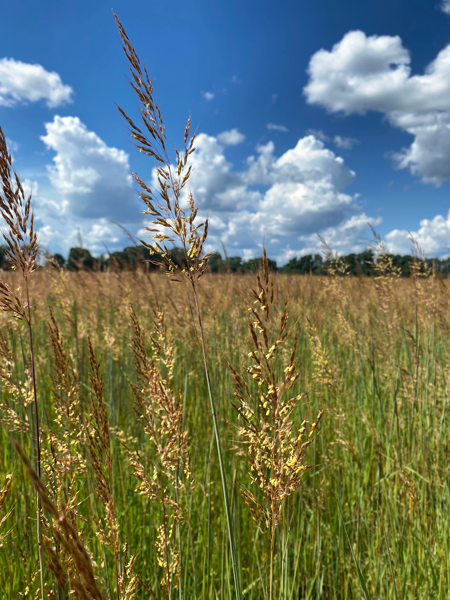 red-brown grass seedheads against partially cloudy sky