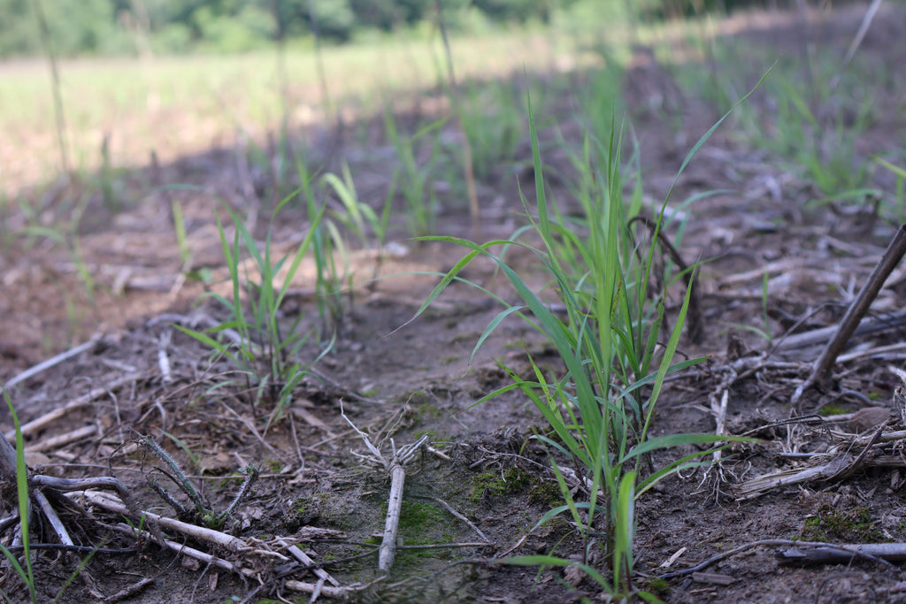 small grass sprouts in a field