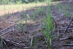 small grass sprouts in a field