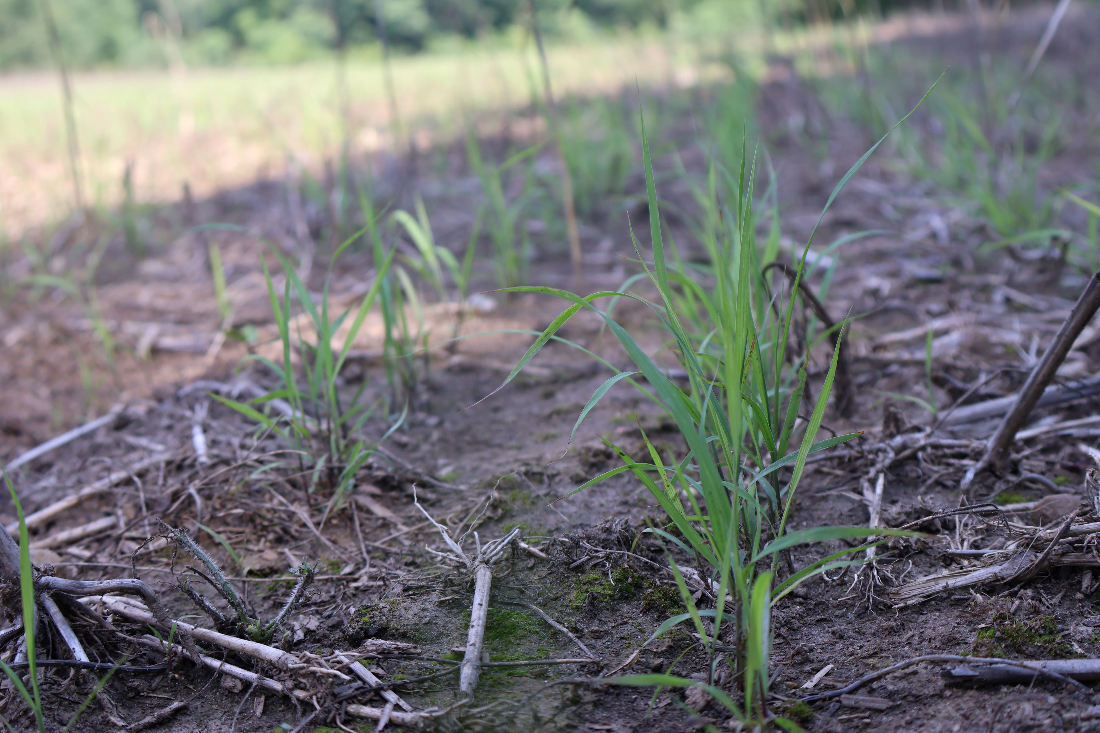 small grass sprouts in a field