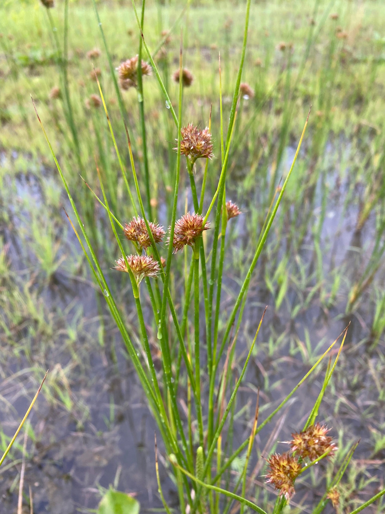 Tall grasses with seed heads in a wetland setting