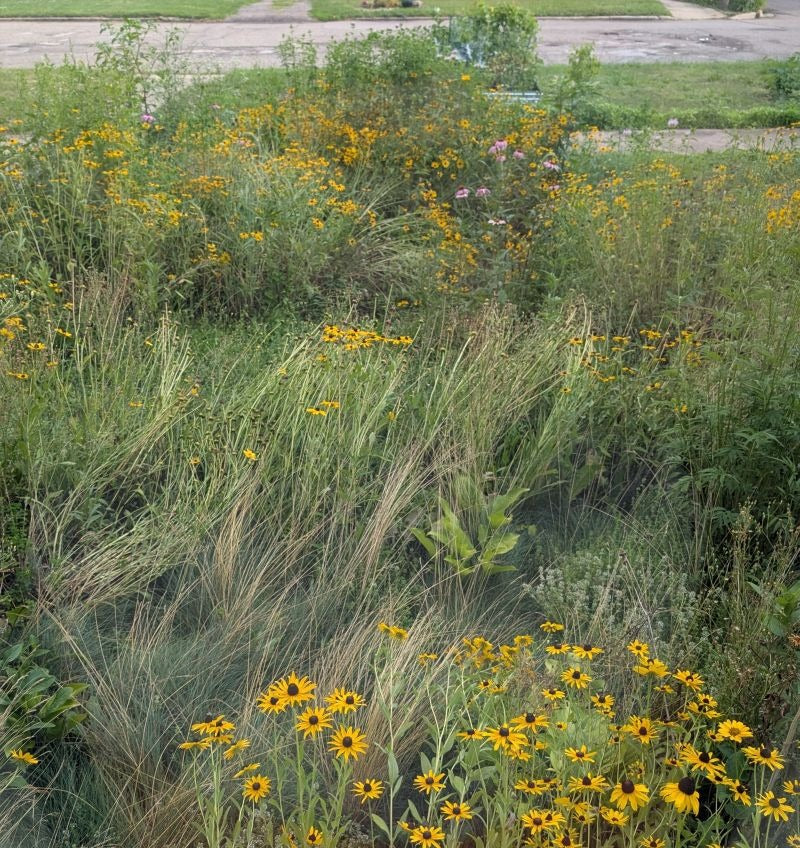 Shortgrass Prairie species in a residential setting