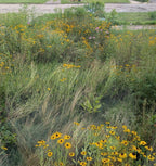 Shortgrass Prairie species in a residential setting
