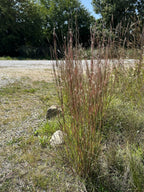 Little Bluestem prairie grass next to gravel parking area