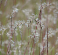 Little Bluestem prairie grass seed heads