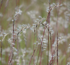 Little Bluestem prairie grass seed heads