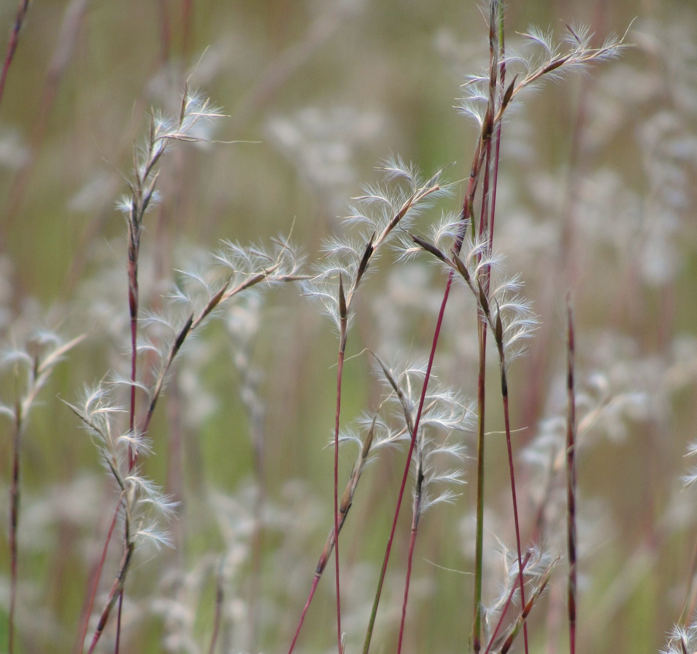 Little Bluestem prairie grass seed heads