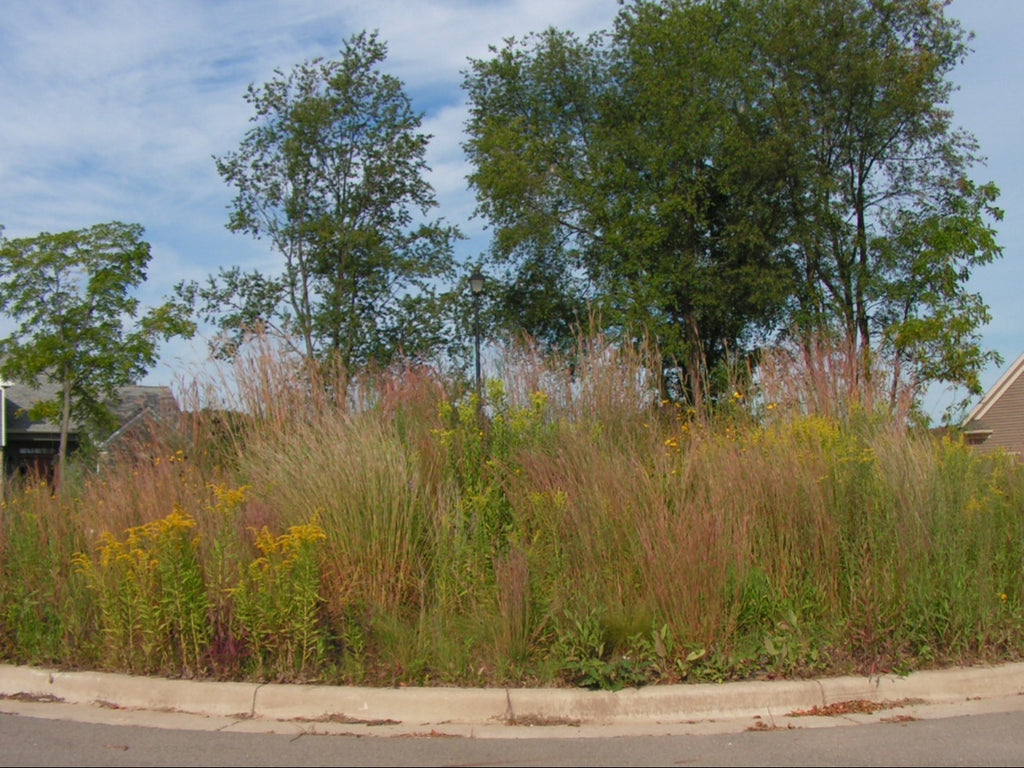 Tall grass and wildflowers along a road with trees and houses in the background