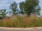 Tall grass and wildflowers along a road with trees and houses in the background