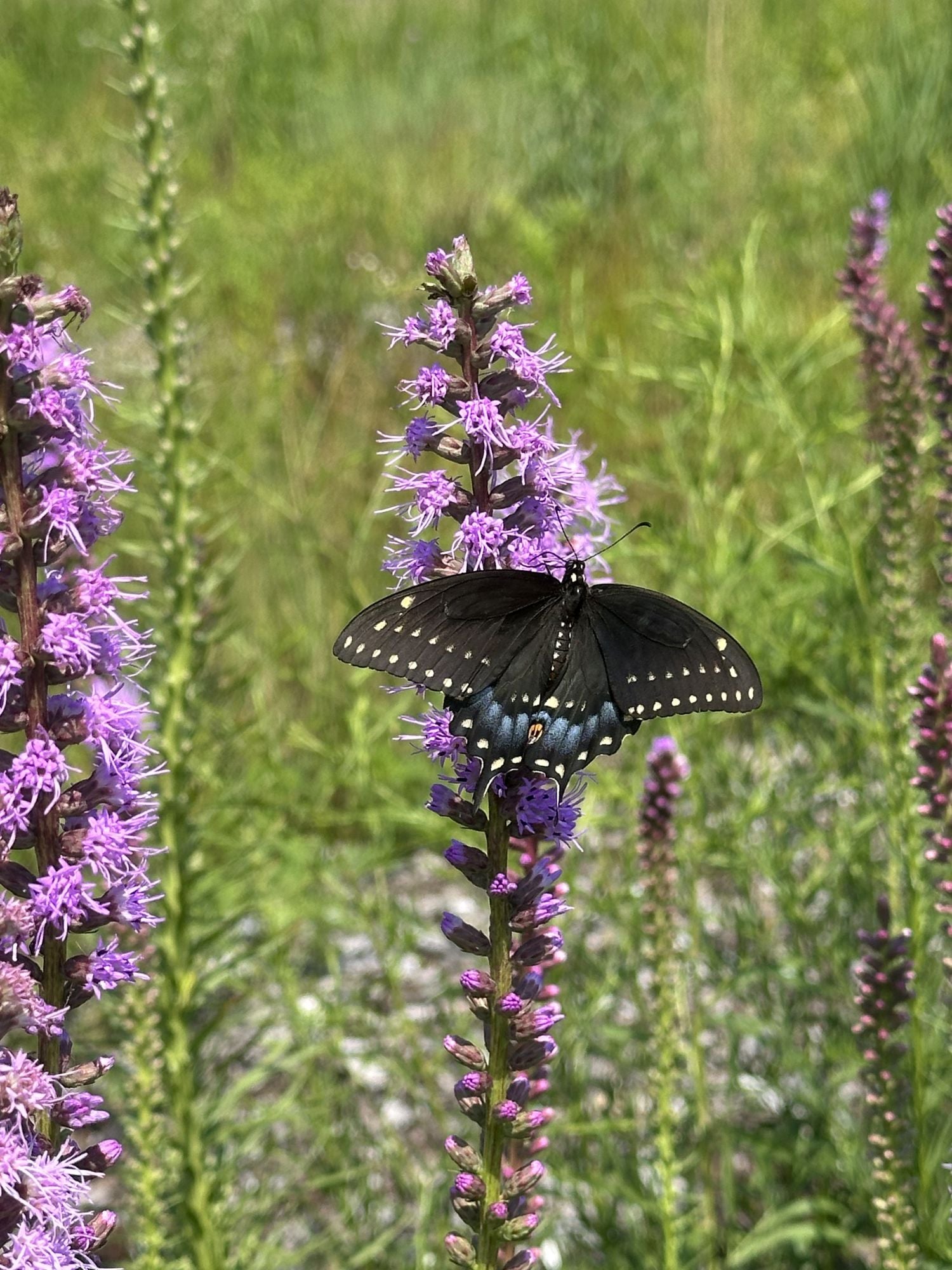 black butterfly on purple blooming flowers