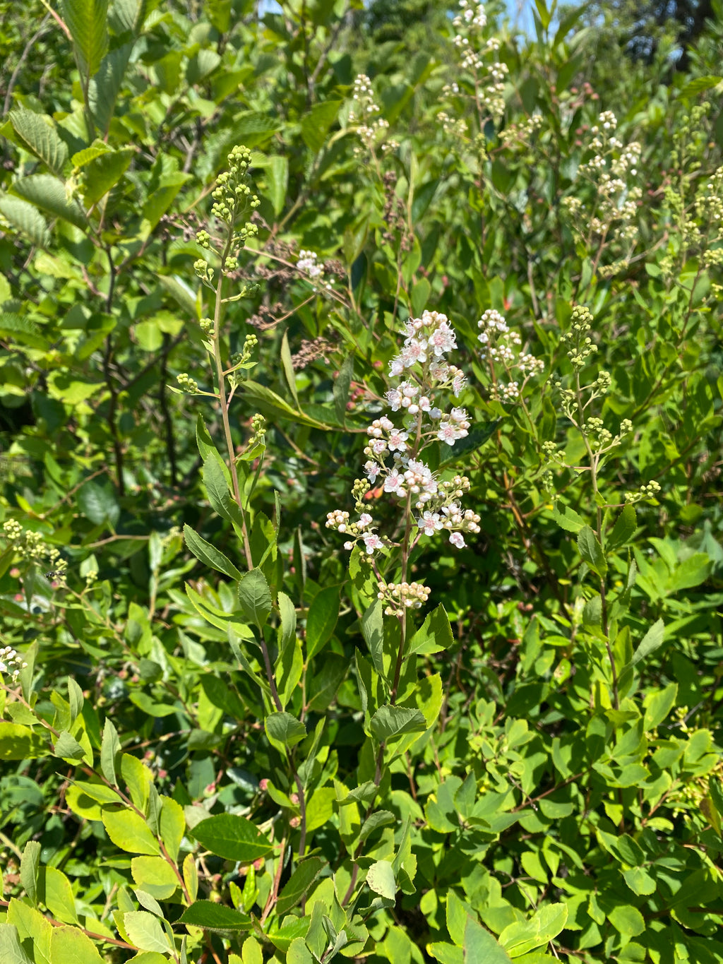 Plant with small white flowers and green leaves with overgrowth in background