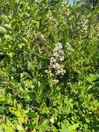Plant with small white flowers and green leaves with overgrowth in background
