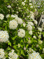 White flowers with green leaves on a natural background