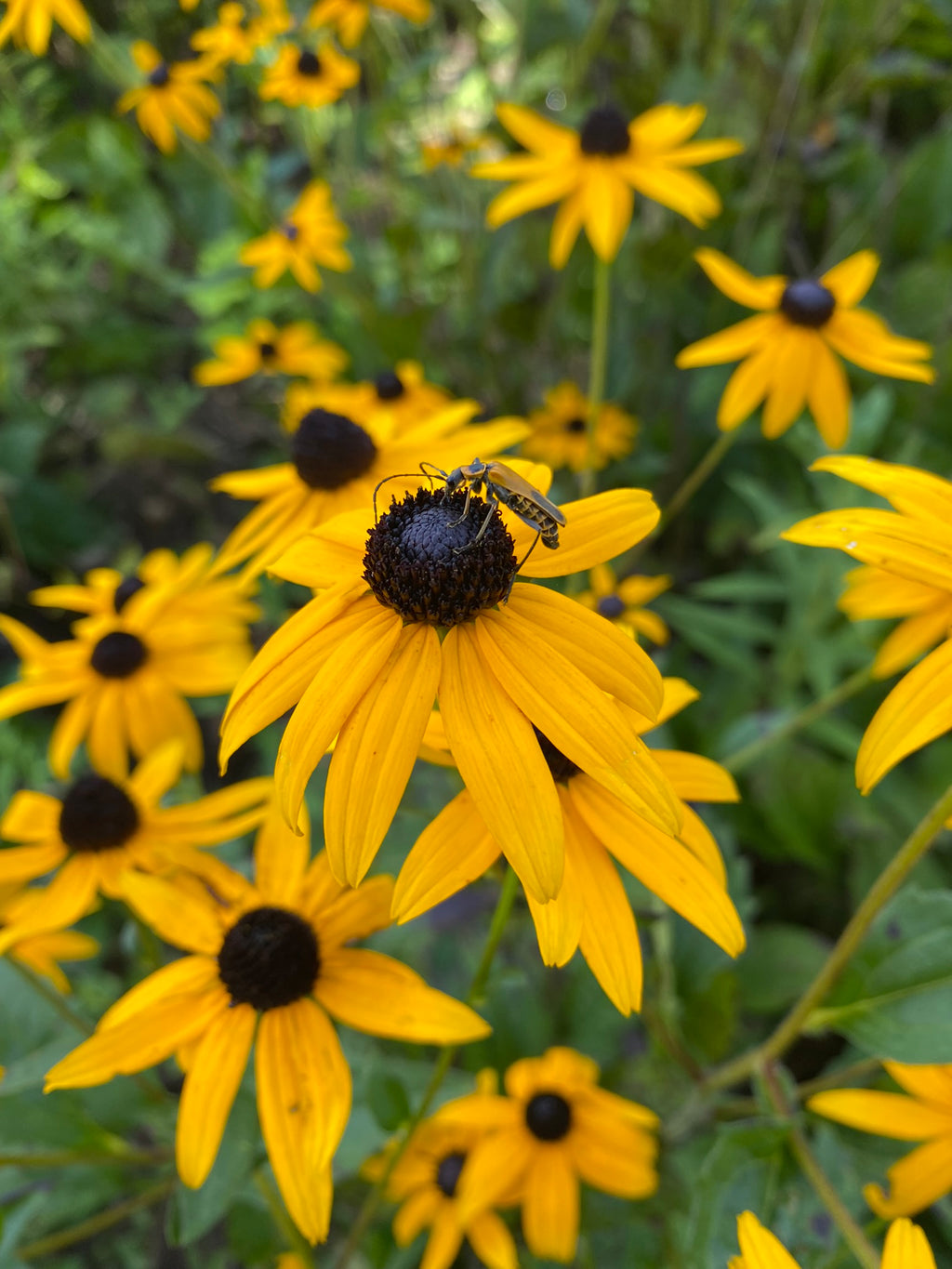 Orange coneflower with orange beetle
