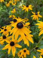 Orange coneflower with orange beetle