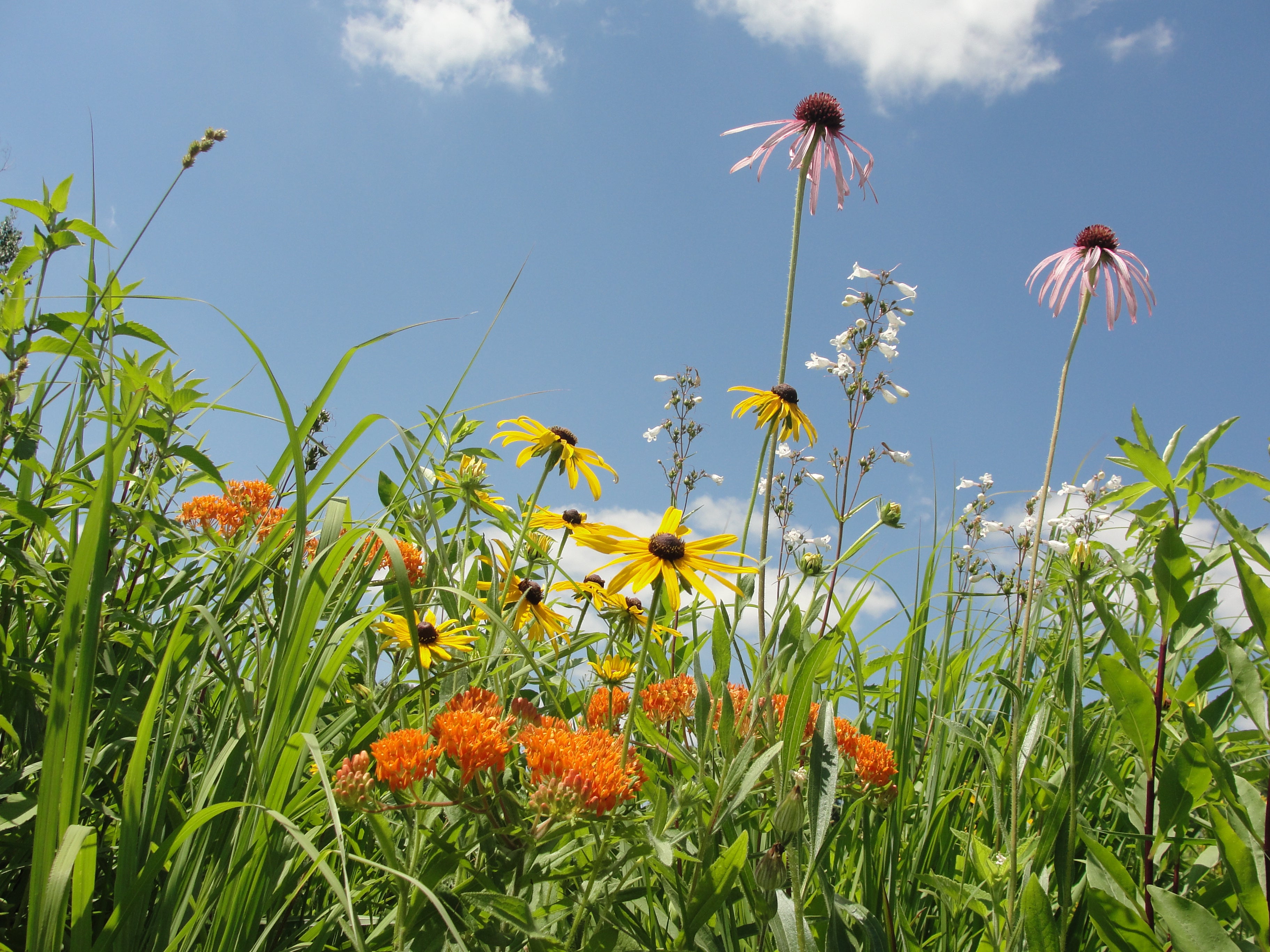 closeup of multiple colored flowers in front of a blue sky
