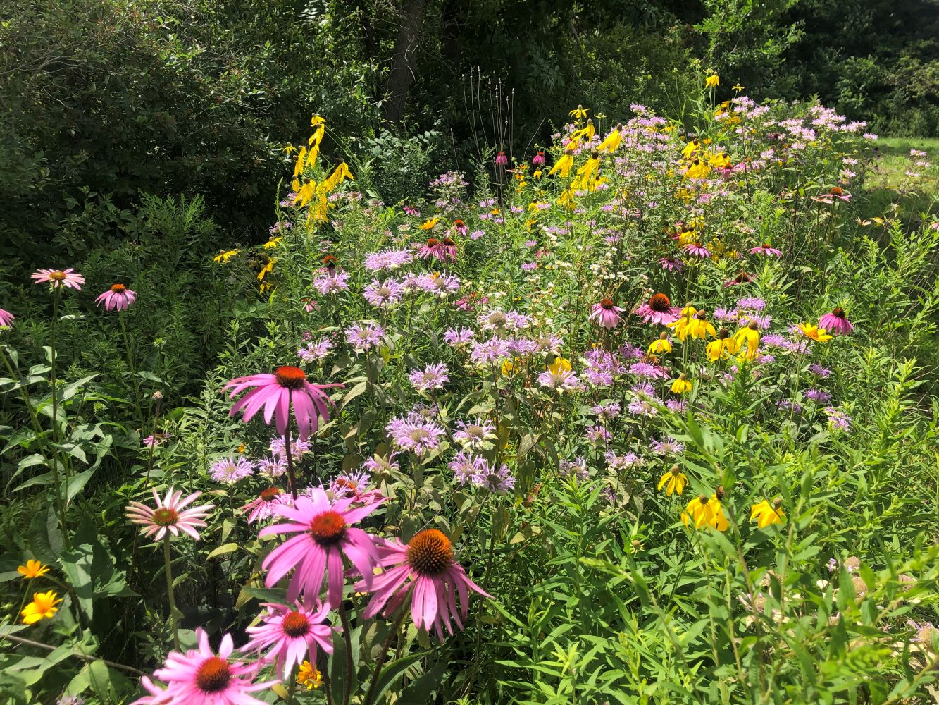 Native purple and yellow flowers along a shady boarder