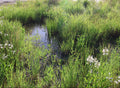 Small natural pool surrounded by natural greenery and white flowers