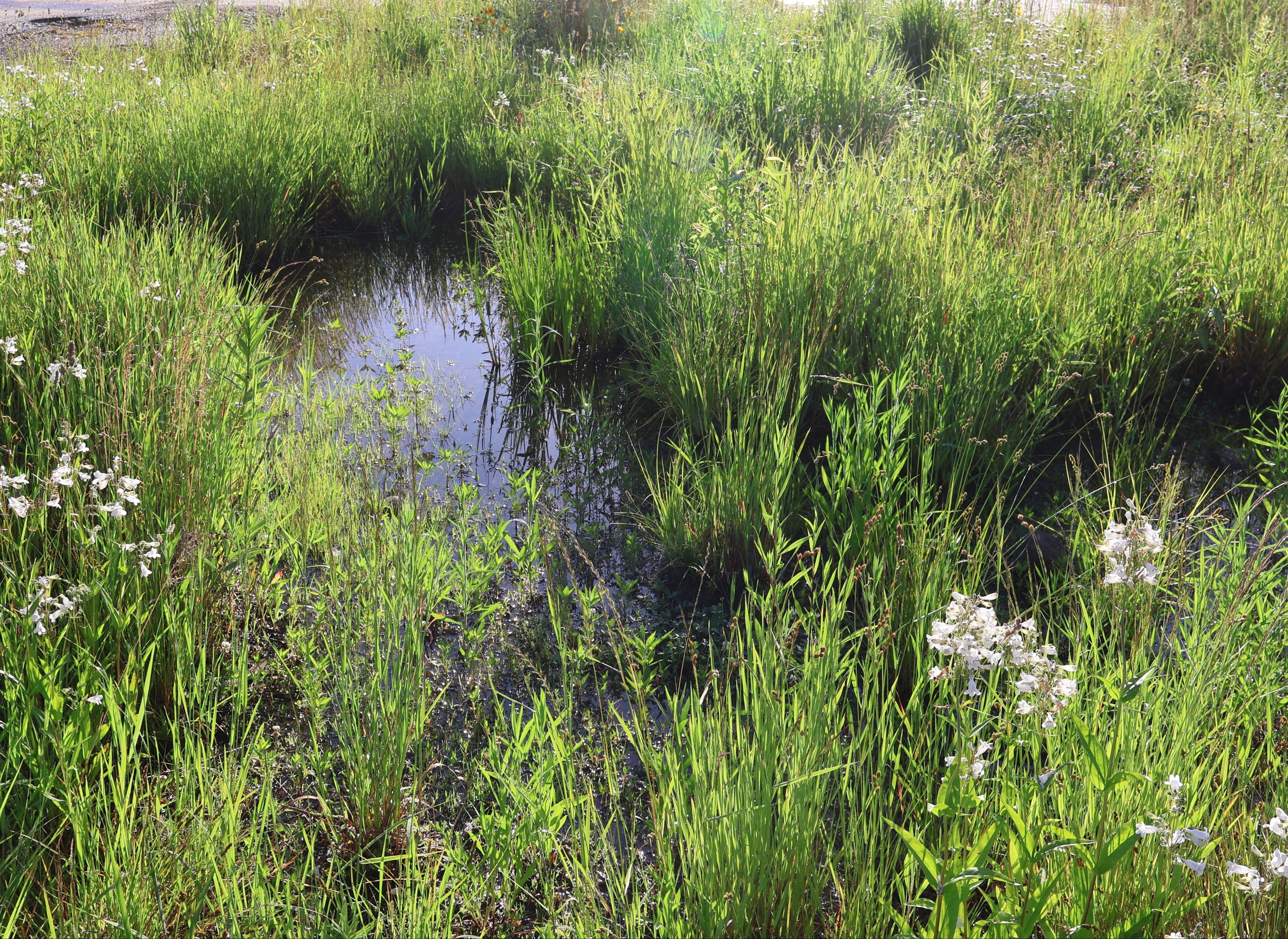 Small natural pool surrounded by natural greenery and white flowers