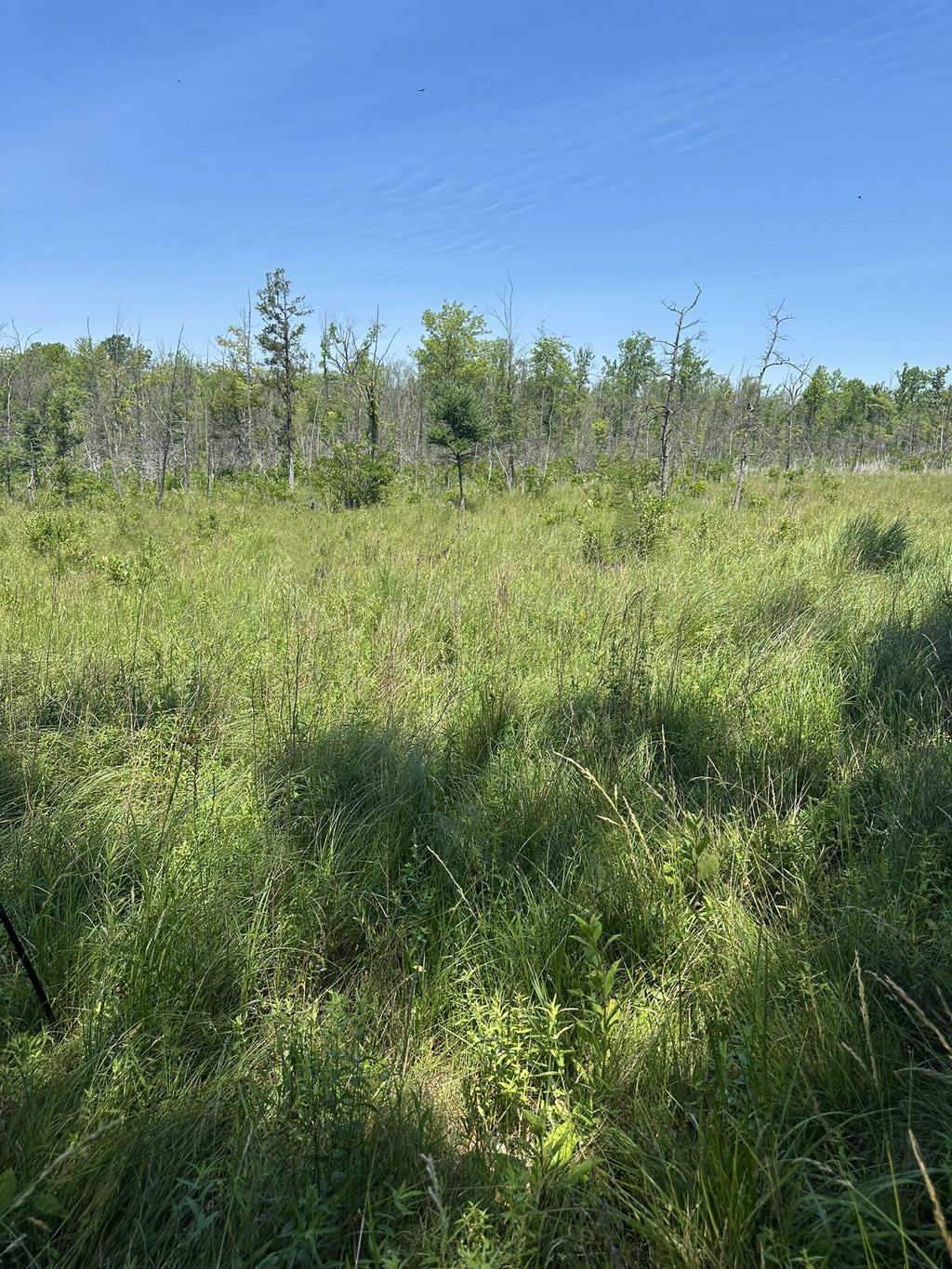 Open tall grass field with trees in the distance under a clear blue sky