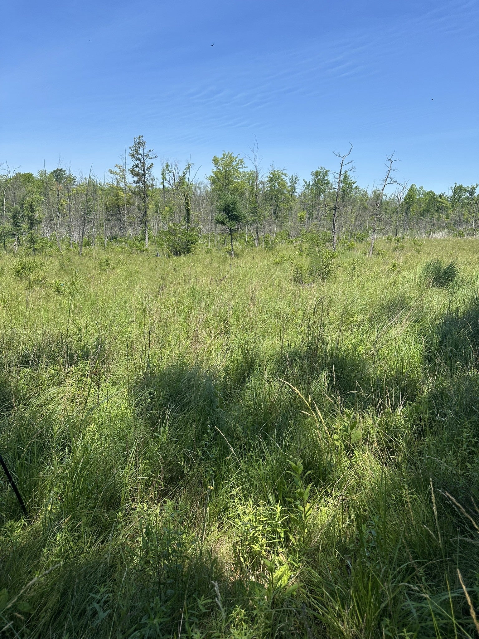 Open tall grass field with trees in the distance under a clear blue sky