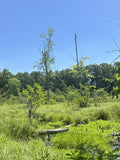 swampy meadow with trees in background