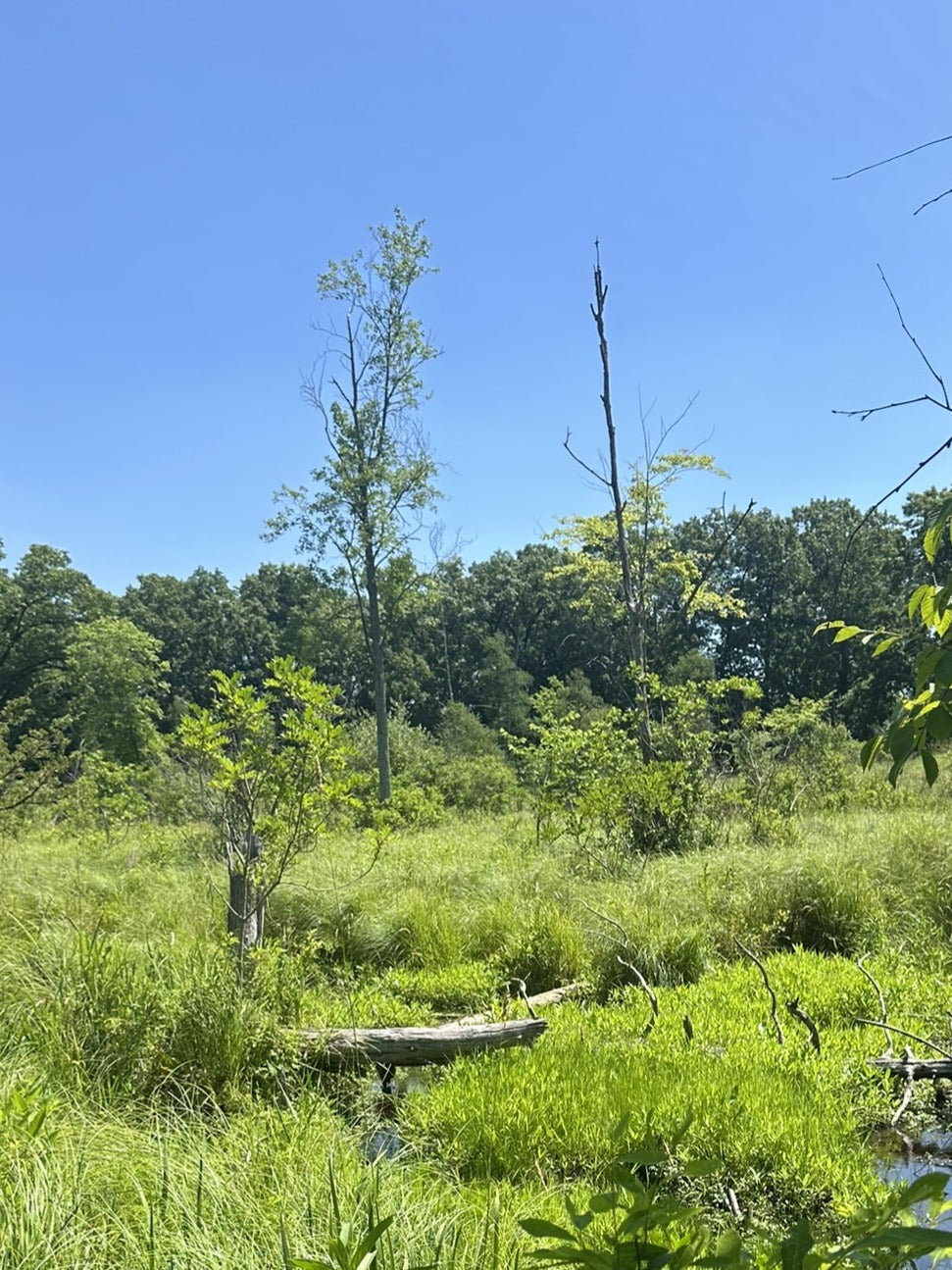swampy meadow with trees in background