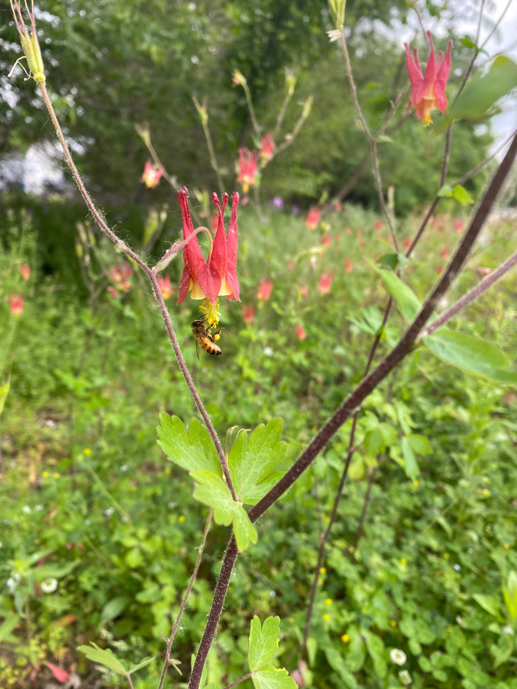 Red and green flower with a bee on a blurred green background
