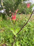 Red and green flower with a bee on a blurred green background