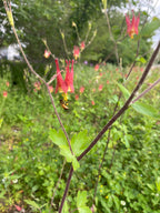 Red and green flower with a bee on a blurred green background