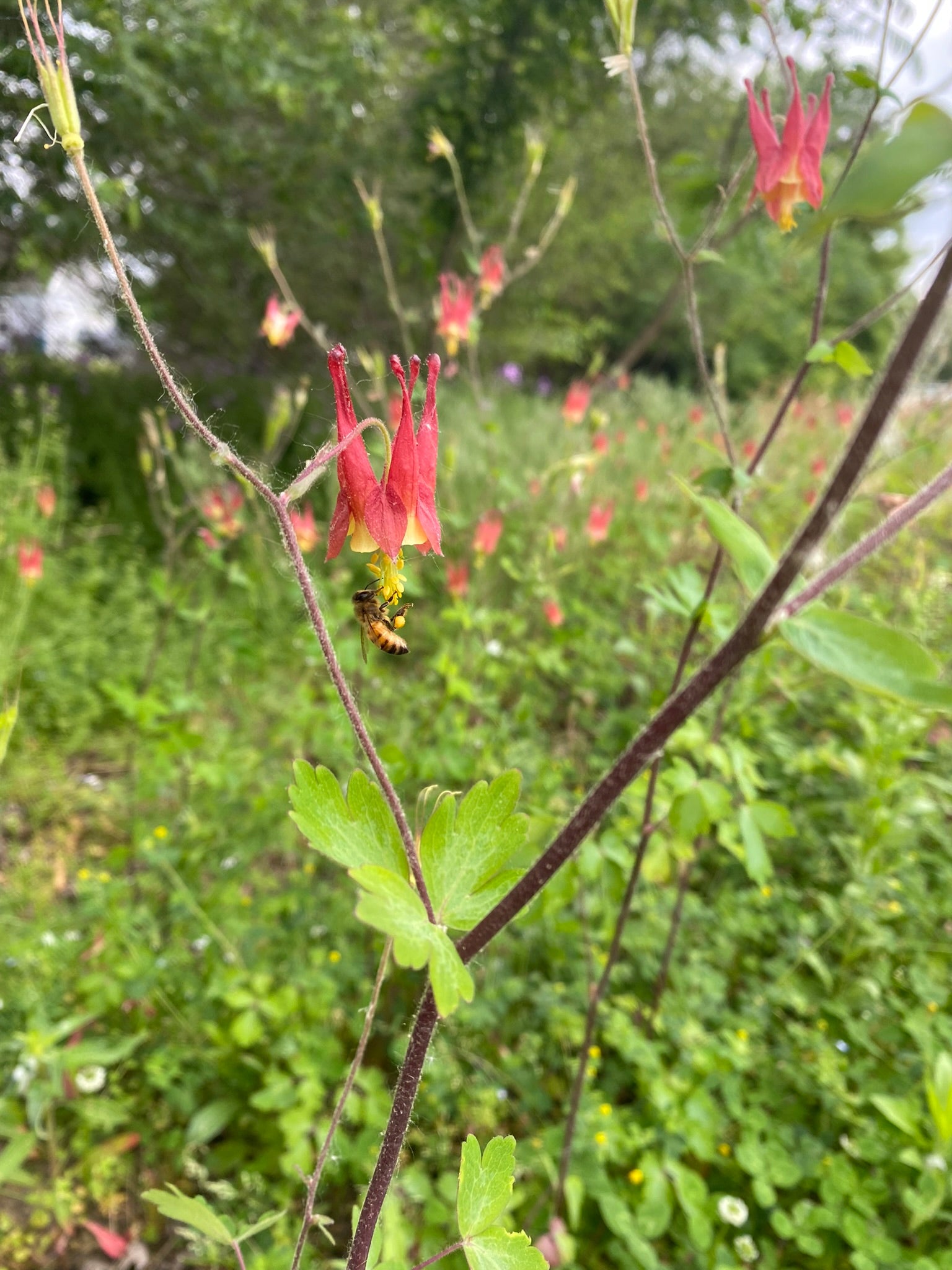 Red and green flower with a bee on a blurred green background