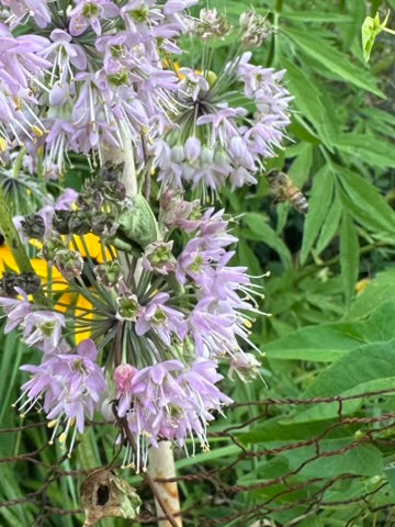 Purple flowers with a bee on a green plant