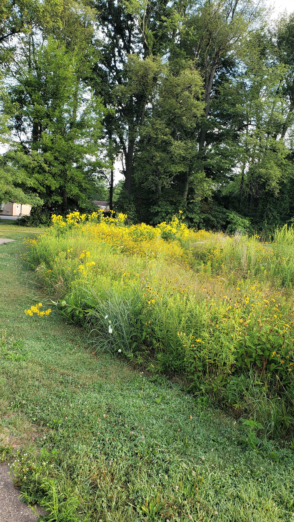 Wildflowers in a water drainage ditch in front of treeline