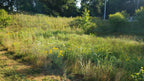 Natural area with wildflowers and shrubs