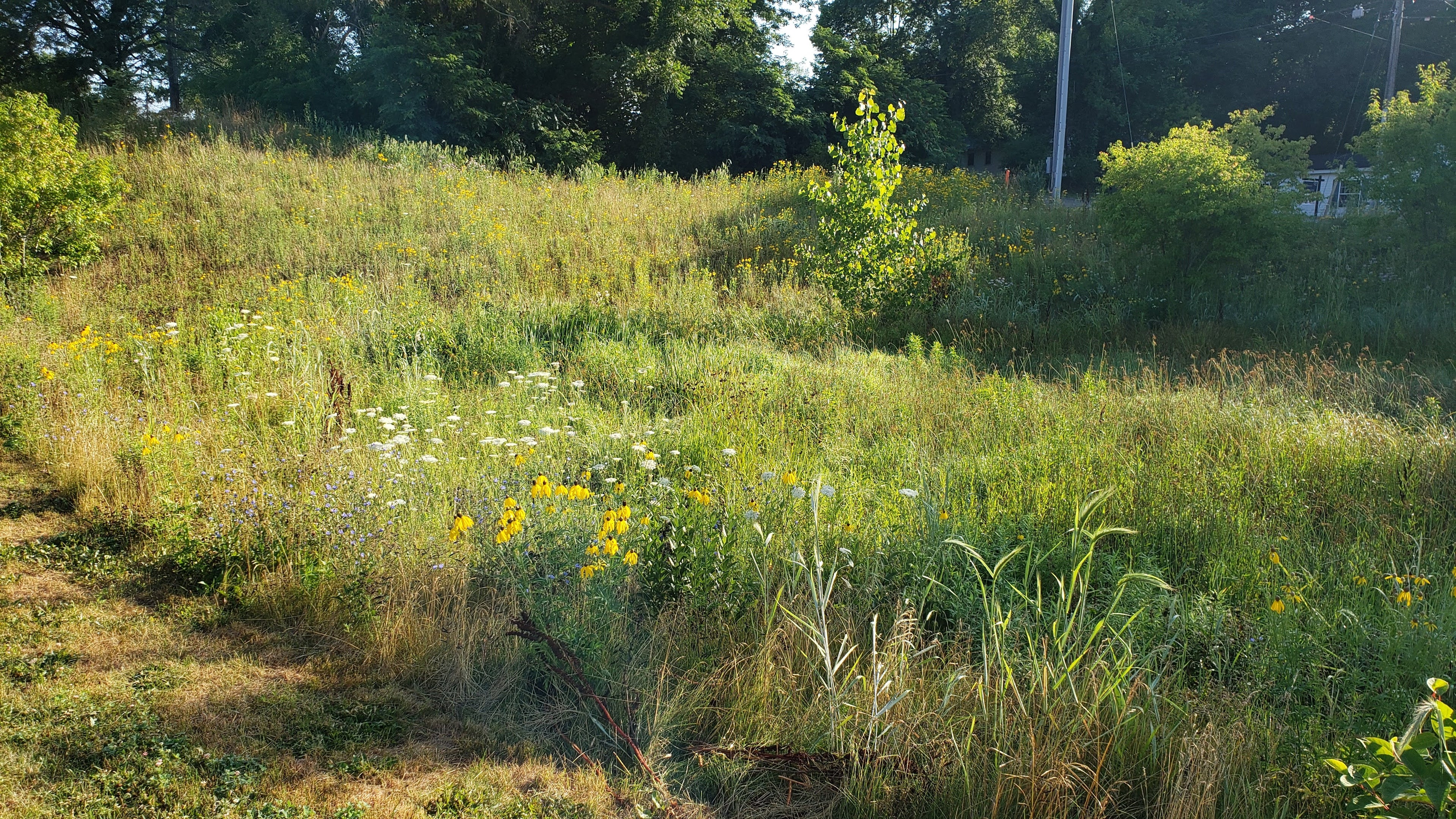 Natural area with wildflowers and shrubs