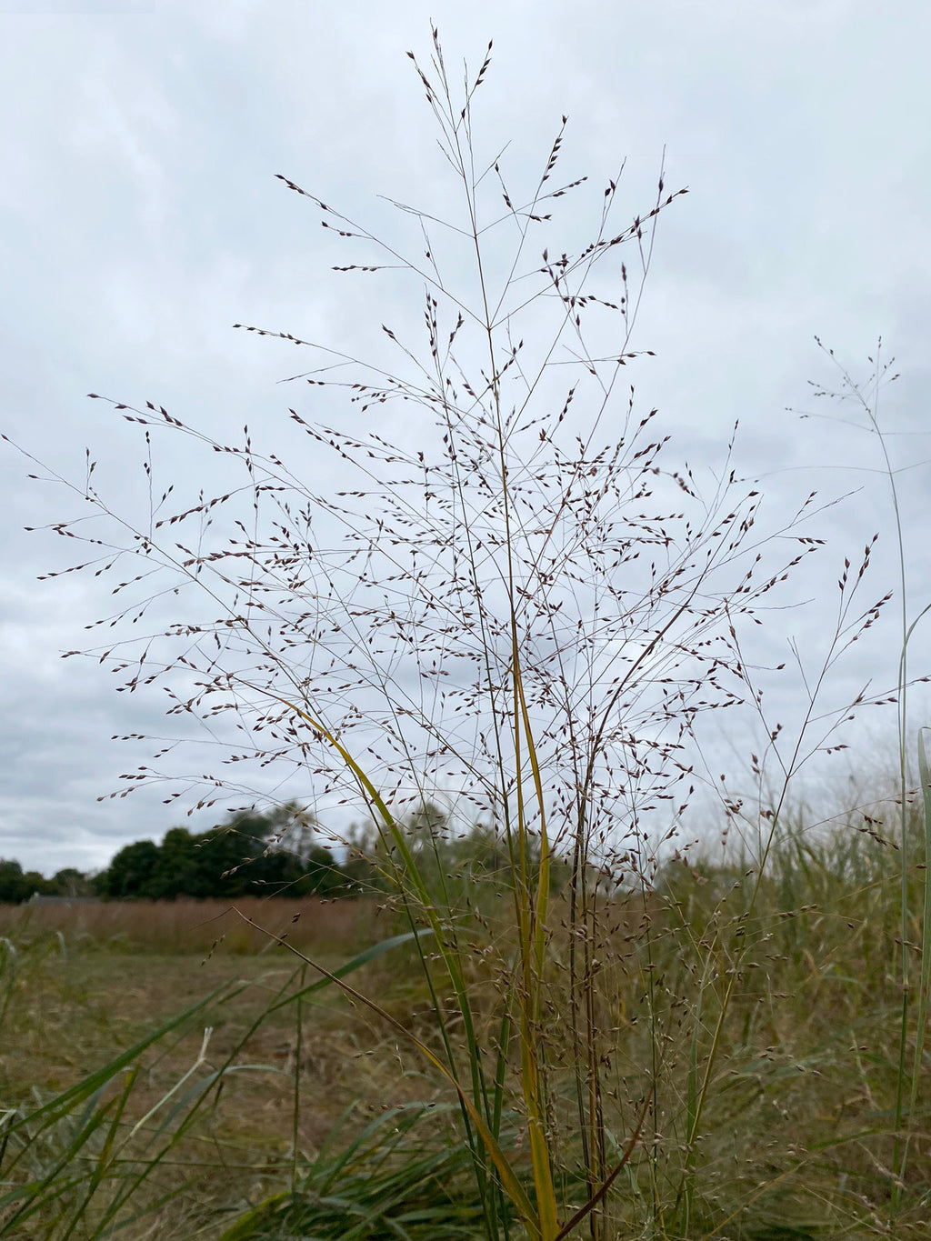 delicate grass seeds againtst a cloudy sky