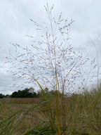 delicate grass seeds againtst a cloudy sky