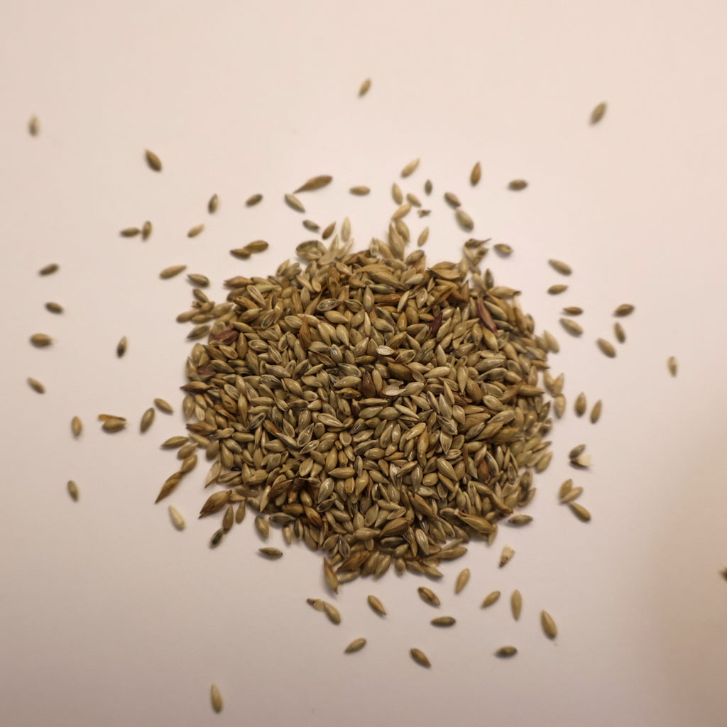 pile of Switchgrass seeds on white background