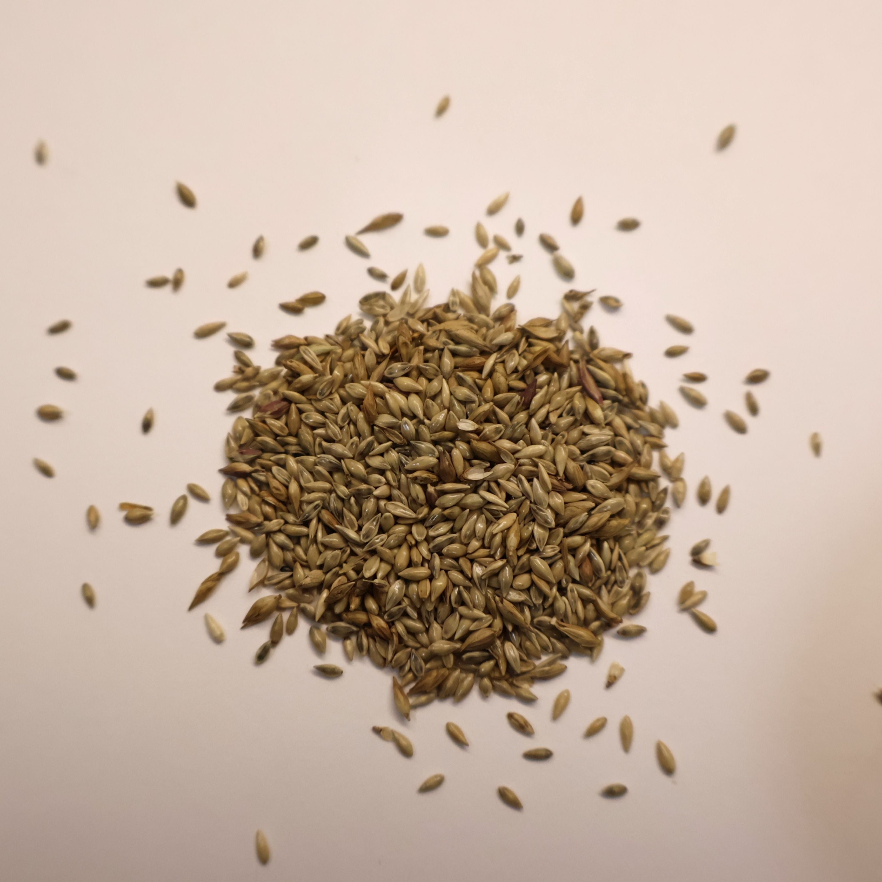 pile of Switchgrass seeds on white background